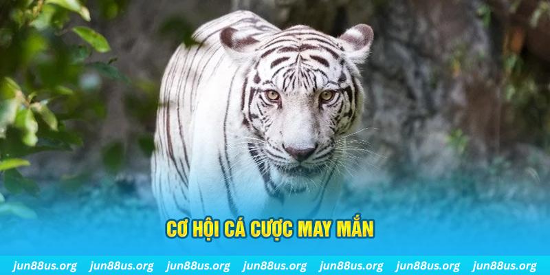 kuwin2 hết slot la gì