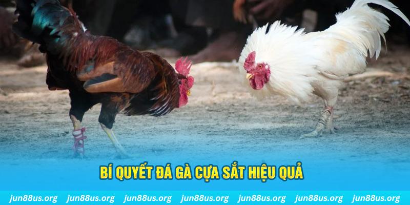 kuwin2 đá gà cựa dao