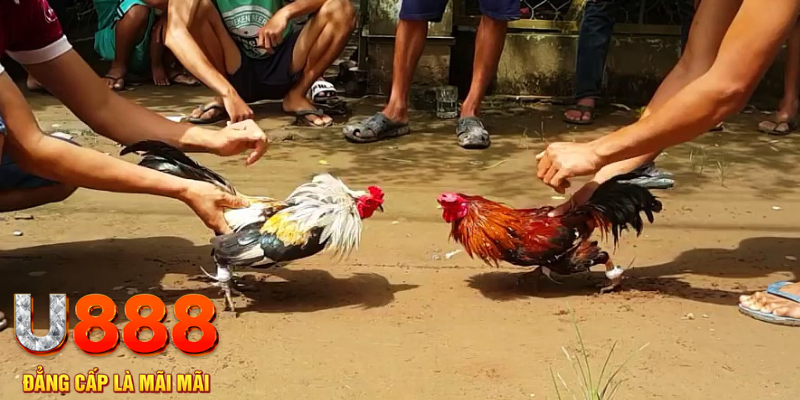 kuwin2 đăng nhập mậu binh rút tiền nhanh