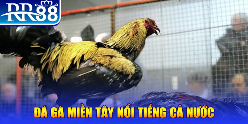 kuwin2 gà chọi c1.com trực tiếp 888
