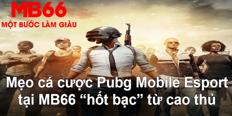 kuwin2 gà chọi mộc hóa
