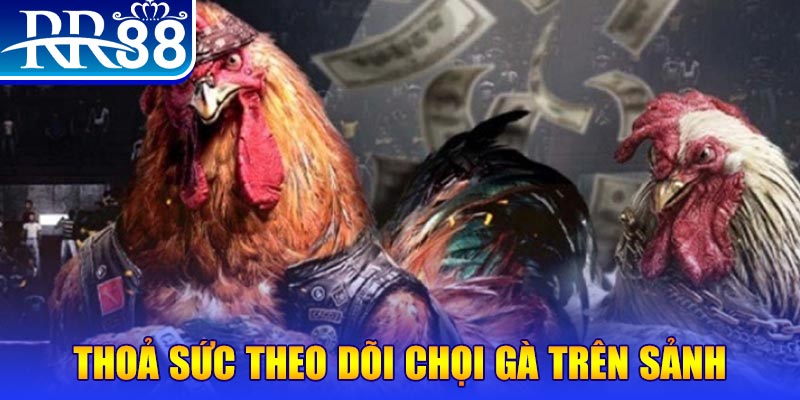 kuwin2 đá gà 88.com